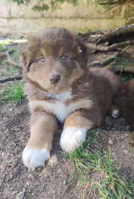 Totem little bear