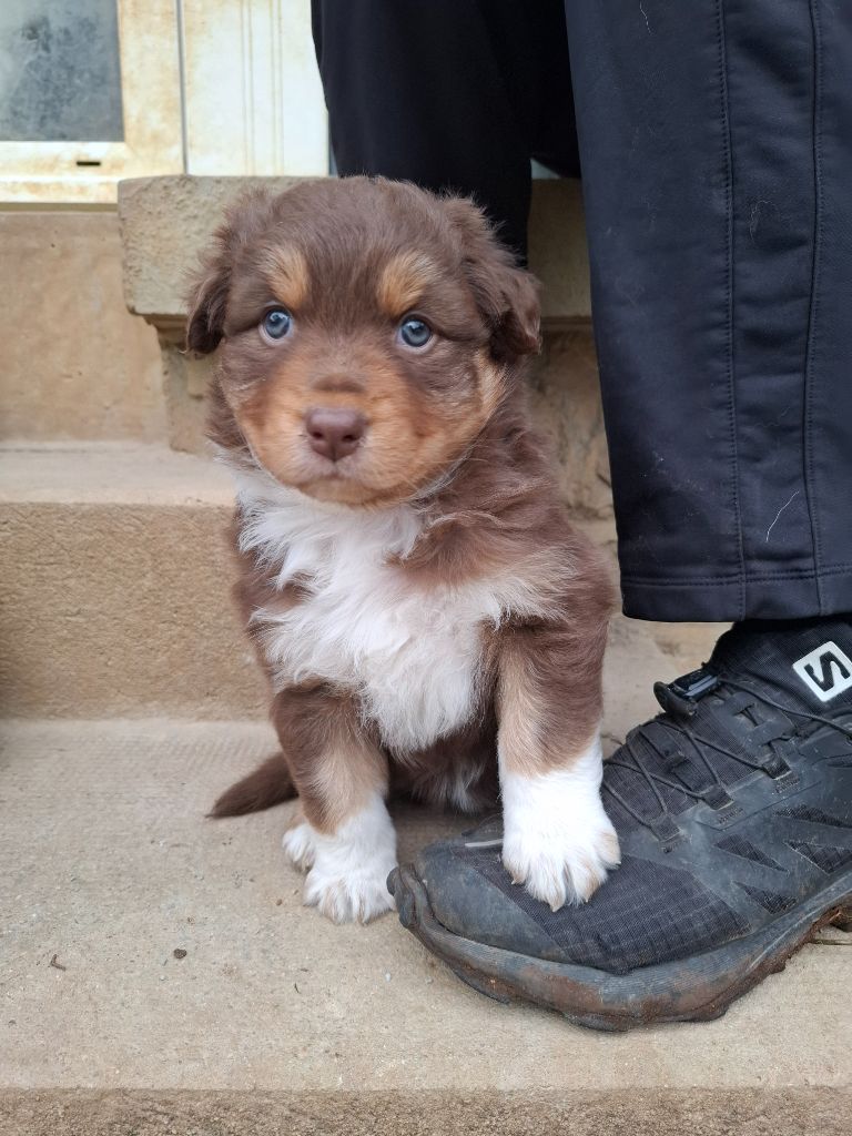 Des Nuances D'Automne - Chiots disponibles - Berger Australien