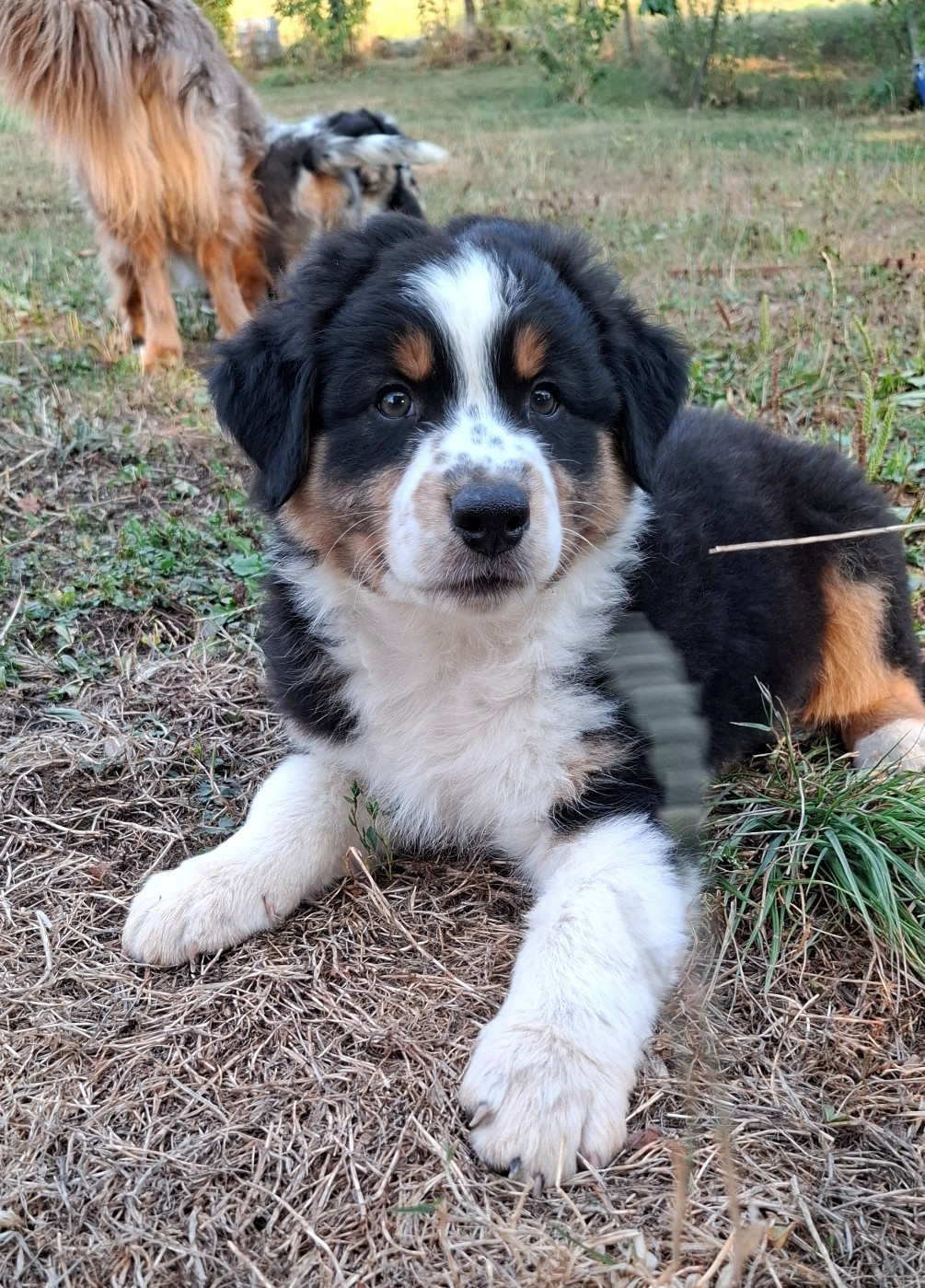 Des Nuances D'Automne - Chiots disponibles - Berger Australien