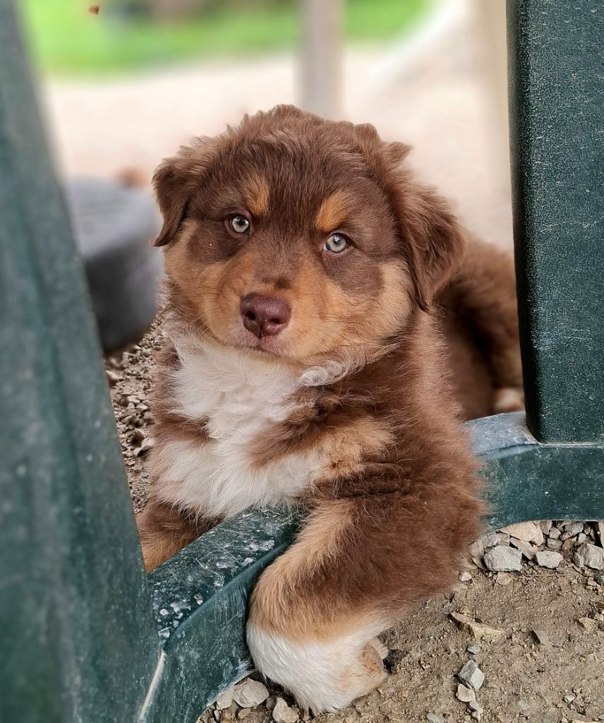 Des Nuances D'Automne - Chiots disponibles - Berger Australien