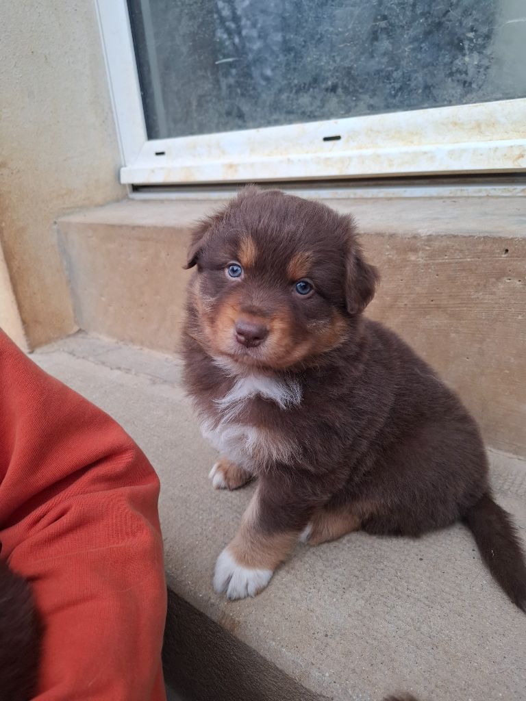Des Nuances D'Automne - Chiots disponibles - Berger Australien