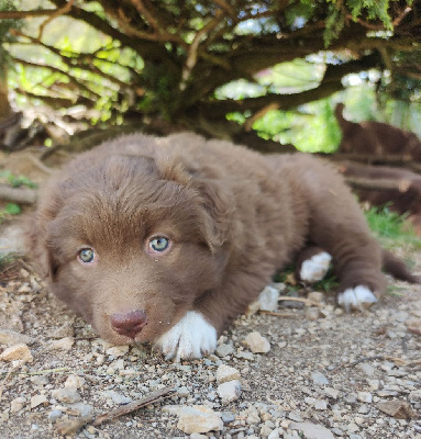 Totem tiny otter