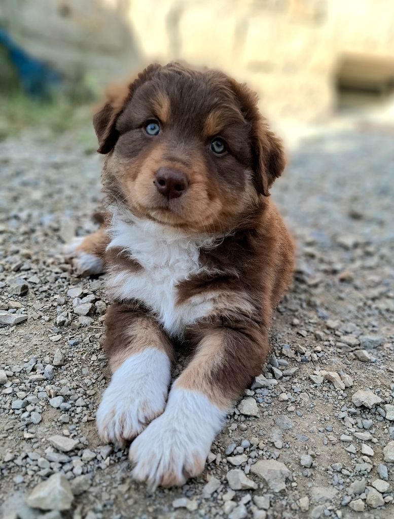 Des Nuances D'Automne - Chiots disponibles - Berger Australien