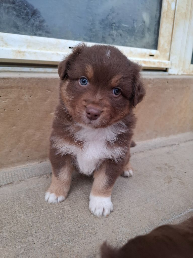 Des Nuances D'Automne - Chiots disponibles - Berger Australien