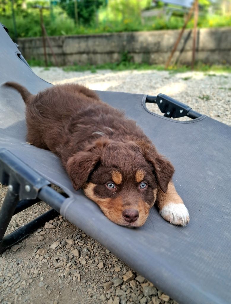 Des Nuances D'Automne - Chiots disponibles - Berger Australien