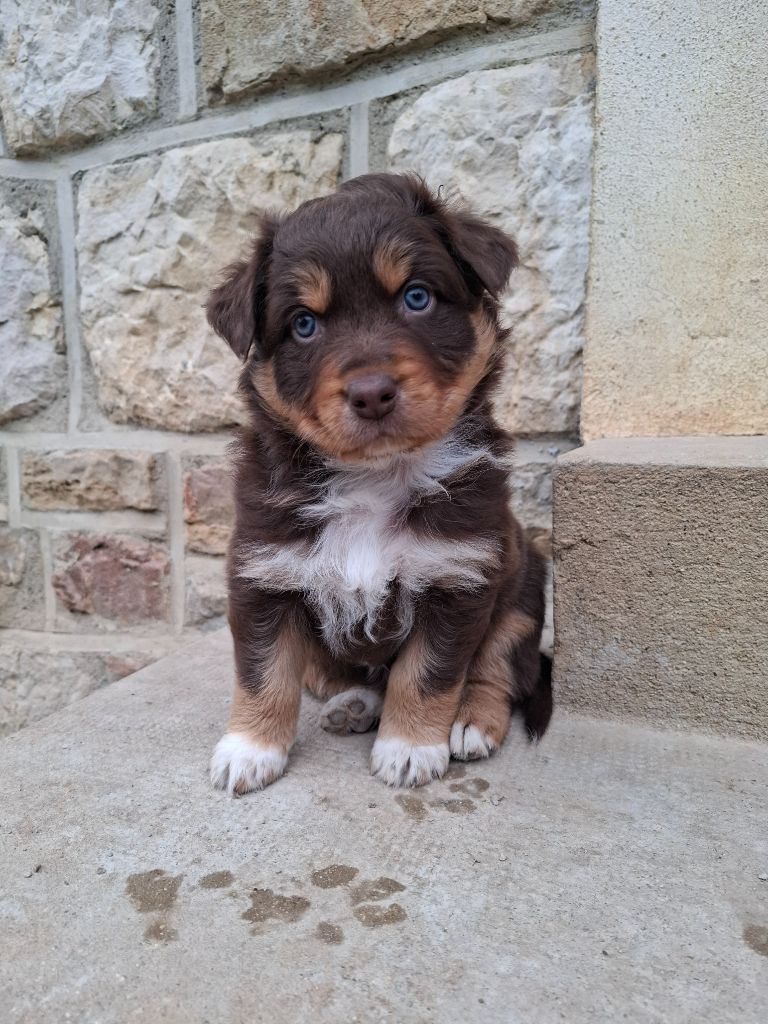 Des Nuances D'Automne - Chiots disponibles - Berger Australien